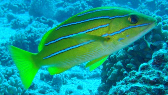LUTJANUS KASMIRA